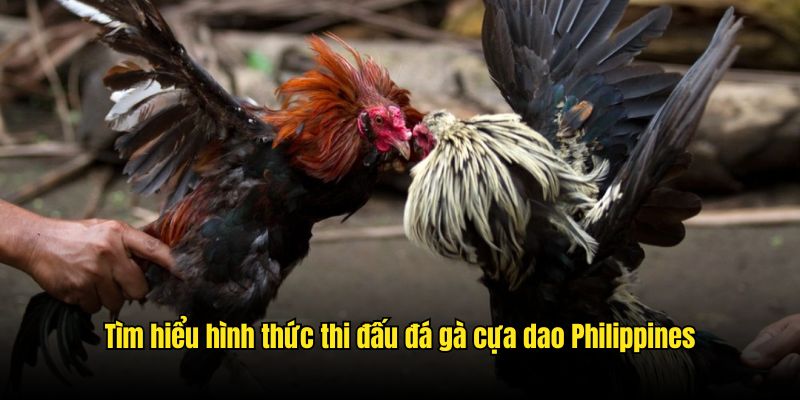 Tìm hiểu thêm thông tin về hình thức thi đấu cựa dao Philippines