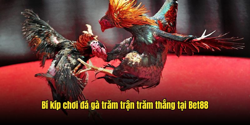 Bí kíp chơi đá gà trăm trận trăm thắng tại Bet88