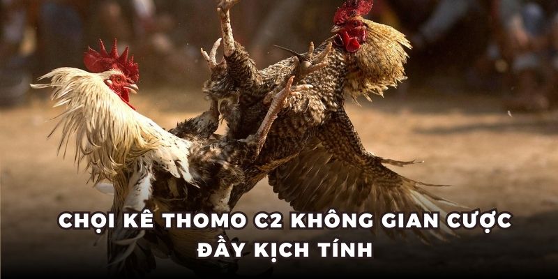 Chọi kê Thomo C2 không gian cược đầy kịch tính