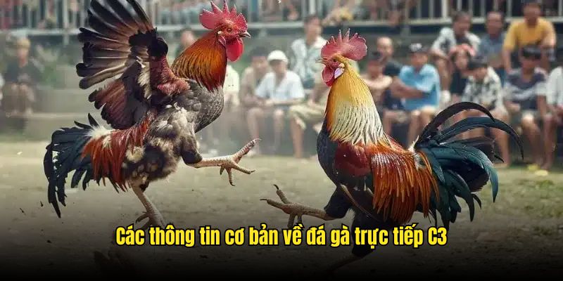 Thông tin cơ bản về hình thức giải trí đá gà trực tiếp C3