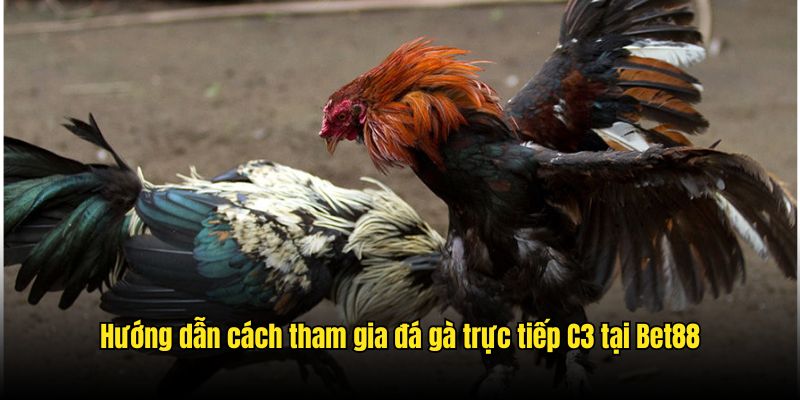 Các bước tham gia vào hình thức đá gà trực tiếp Bet88