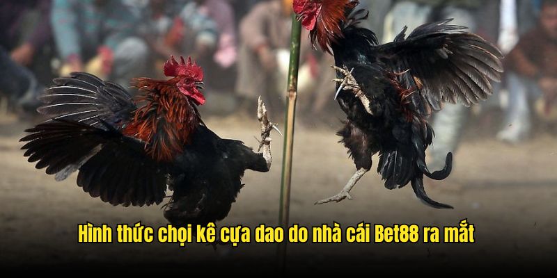 Hình thức chọi kê cựa dao do nhà cái Bet88 ra mắt