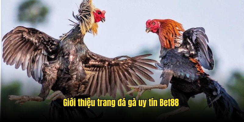 Giới thiệu sân chơi chọi kê online chất lượng Bet88